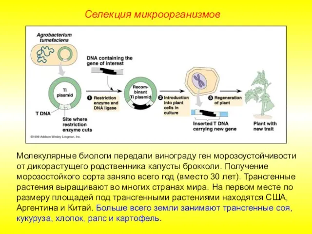 Селекция микроорганизмов Молекулярные биологи передали винограду ген морозоустойчивости от дикорастущего родственника капусты