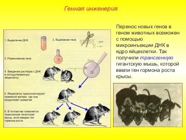 Перенос новых генов в геном животных возможен с помощью микроинъекции ДНК в