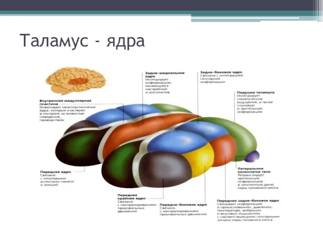 Таламус - ядра