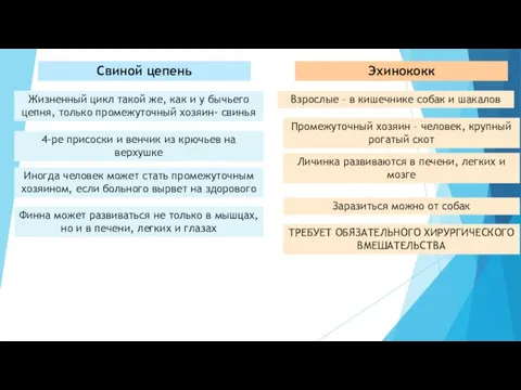 Свиной цепень Жизненный цикл такой же, как и у бычьего цепня, только