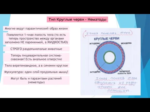 Тип Круглые черви - Нематоды Многие ведут паразитический образ жизни Появляется 1-чная