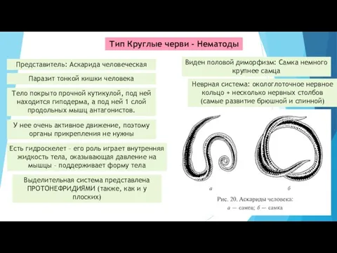 Тип Круглые черви - Нематоды Представитель: Аскарида человеческая Паразит тонкой кишки человека