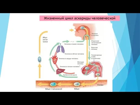 Жизненный цикл аскариды человеческой