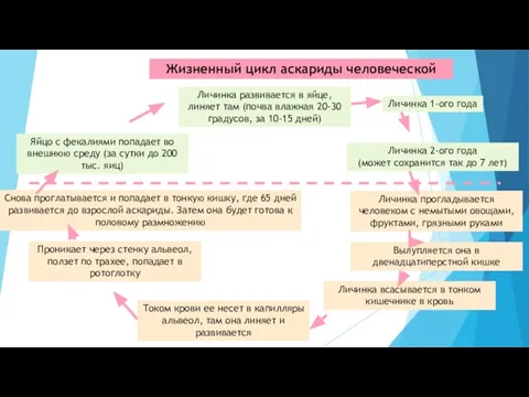 Жизненный цикл аскариды человеческой Яйцо с фекалиями попадает во внешнюю среду (за