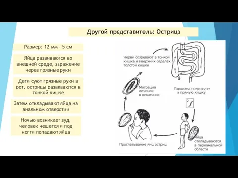 Другой представитель: Острица Размер: 12 мм – 5 см Яйца развиваются во