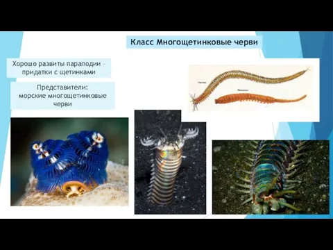 Класс Многощетинковые черви Хорошо развиты параподии – придатки с щетинками Представители: морские многощетинковые черви