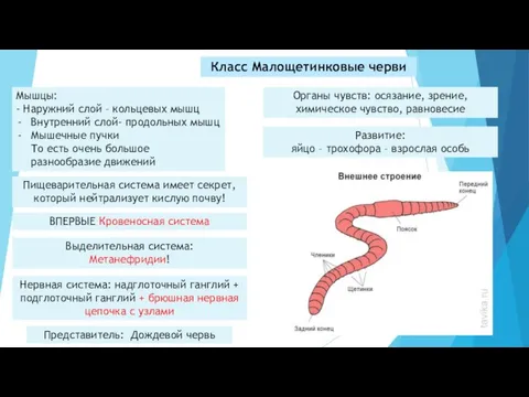 Класс Малощетинковые черви Мышцы: - Наружний слой – кольцевых мышц Внутренний слой-