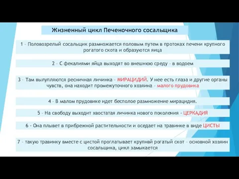 Жизненный цикл Печеночного сосальщика 1 – Половозрелый сосальщик размножается половым путем в