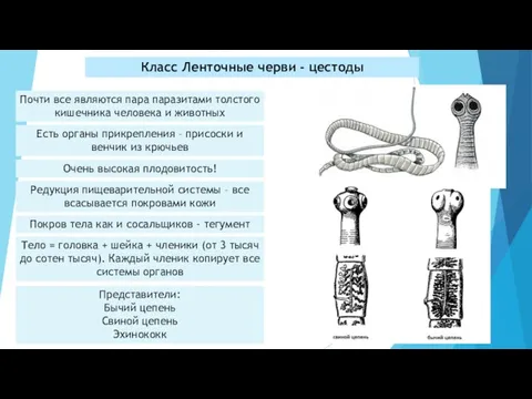 Класс Ленточные черви - цестоды Почти все являются пара паразитами толстого кишечника