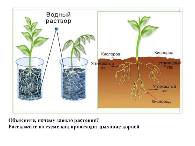 Объясните, почему завяло растение? Расскажите по схеме как происходит дыхание корней.