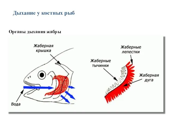 Дыхание у костных рыб Органы дыхания жабры