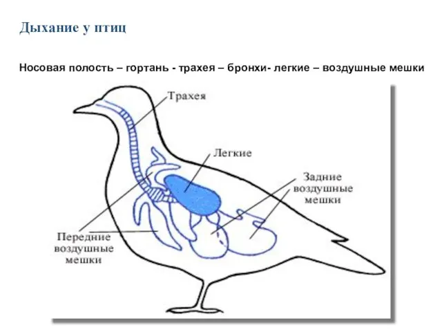 Дыхание у птиц Носовая полость – гортань - трахея – бронхи- легкие – воздушные мешки