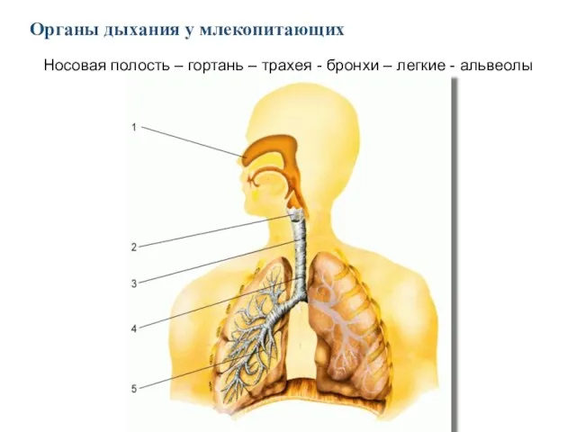 Органы дыхания у млекопитающих Носовая полость – гортань – трахея - бронхи – легкие - альвеолы