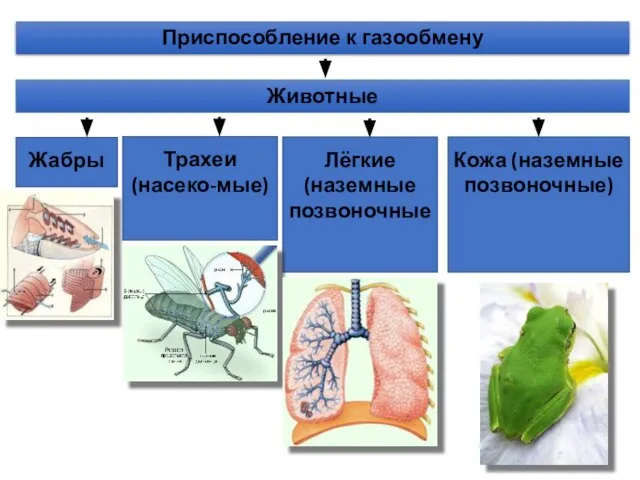 Жабры Трахеи (насеко-мые) Лёгкие (наземные позвоночные Кожа (наземные позвоночные) Приспособление к газообмену Животные