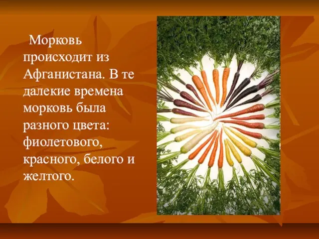 Морковь происходит из Афганистана. В те далекие времена морковь была разного цвета: