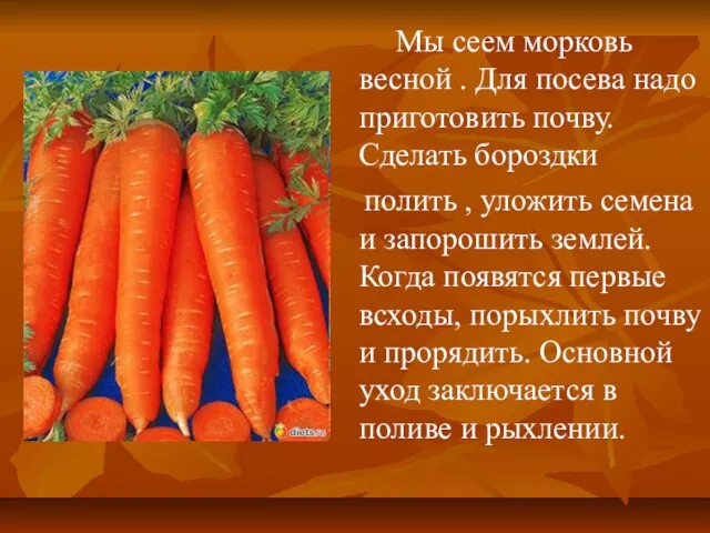 Мы сеем морковь весной . Для посева надо приготовить почву. Сделать бороздки