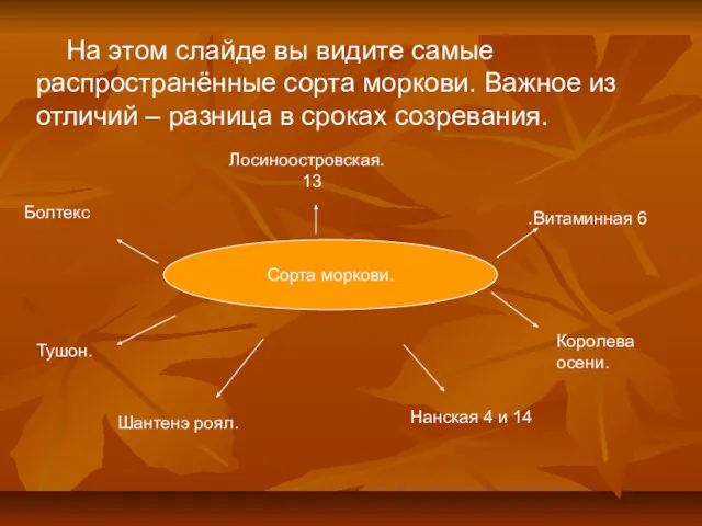 Сорта моркови. Лосиноостровская. 13 Королева осени. Тушон. . Болтекс На этом слайде