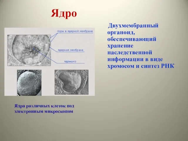 Ядро Двухмембранный органоид, обеспечивающий хранение наследственной информации в виде хромосом и синтез