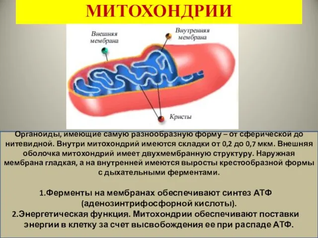 МИТОХОНДРИИ Органоиды, имеющие самую разнообразную форму – от сферической до нитевидной. Внутри