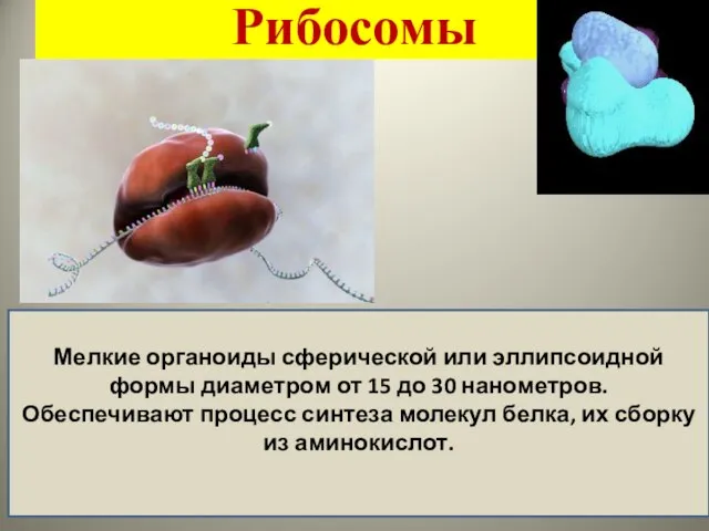 Рибосомы Мелкие органоиды сферической или эллипсоидной формы диаметром от 15 до 30