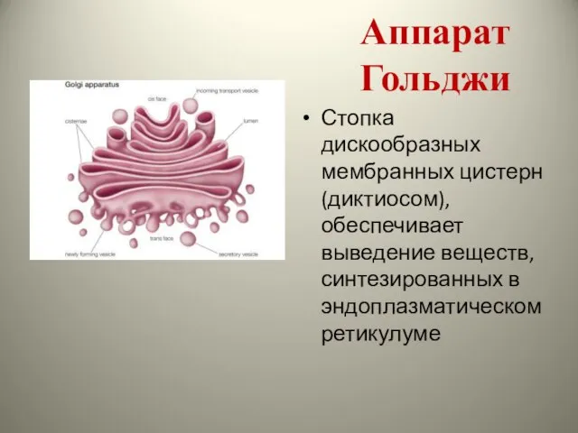 Аппарат Гольджи Стопка дискообразных мембранных цистерн (диктиосом), обеспечивает выведение веществ, синтезированных в эндоплазматическом ретикулуме