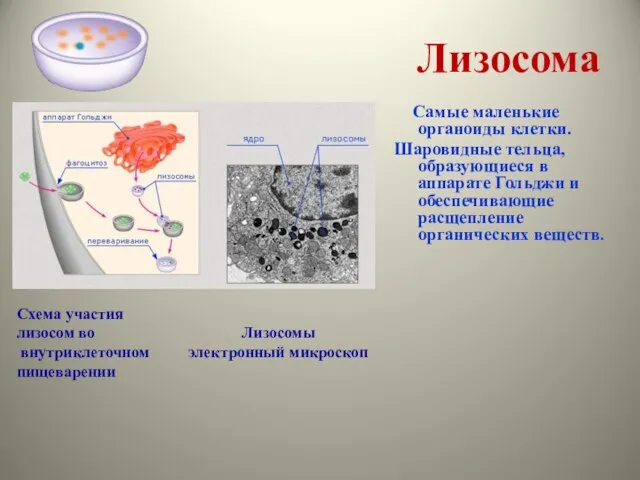 Лизосома Самые маленькие органоиды клетки. Шаровидные тельца, образующиеся в аппарате Гольджи и