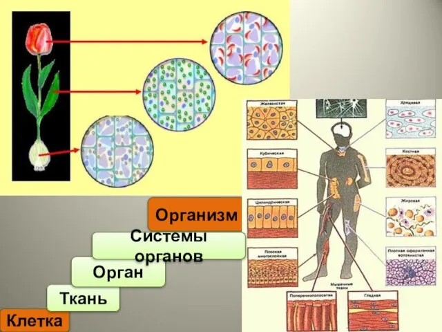 Клетка Ткань Организм Орган Системы органов