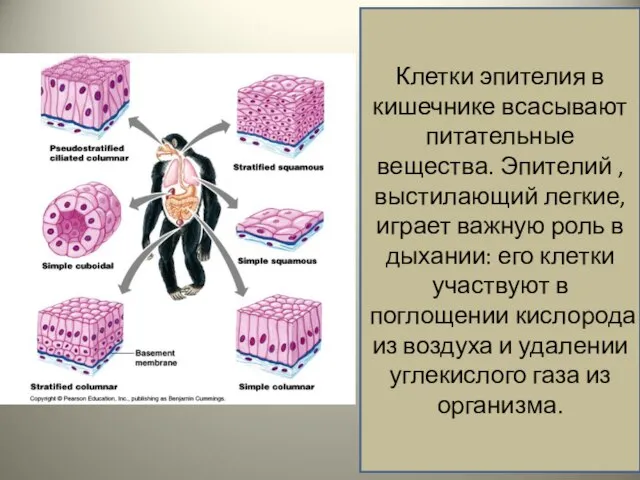 Клетки эпителия в кишечнике всасывают питательные вещества. Эпителий , выстилающий легкие, играет