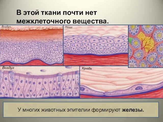 В этой ткани почти нет межклеточного вещества. У многих животных эпителии формируют железы.