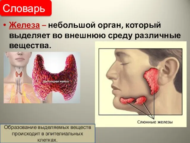 Железа – небольшой орган, который выделяет во внешнюю среду различные вещества. Словарь