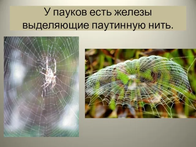 У пауков есть железы выделяющие паутинную нить.