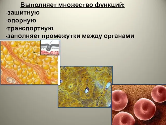 Выполняет множество функций: защитную опорную транспортную заполняет промежутки между органами