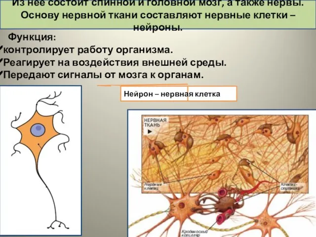 Функция: контролирует работу организма. Реагирует на воздействия внешней среды. Передают сигналы от