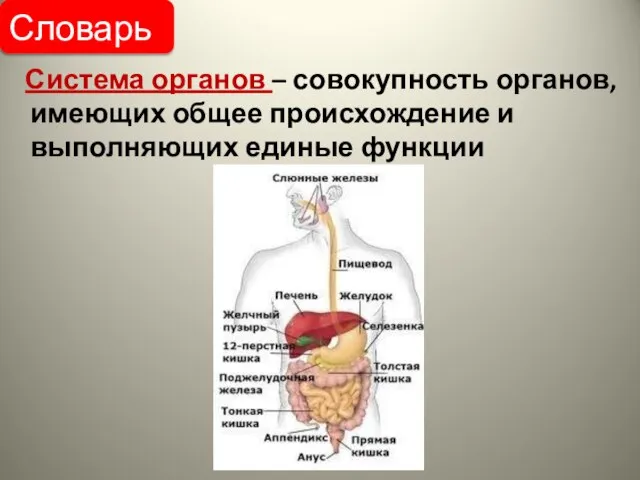 Система органов – совокупность органов, имеющих общее происхождение и выполняющих единые функции Словарь