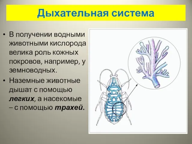 Дыхательная система В получении водными животными кислорода велика роль кожных покровов, например,