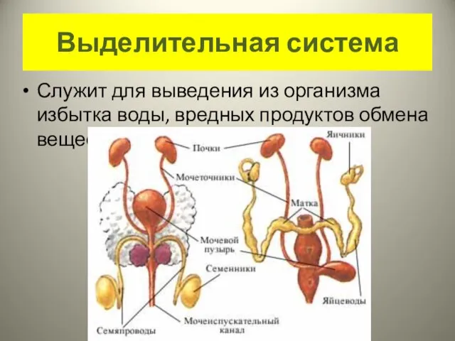 Выделительная система Служит для выведения из организма избытка воды, вредных продуктов обмена веществ.