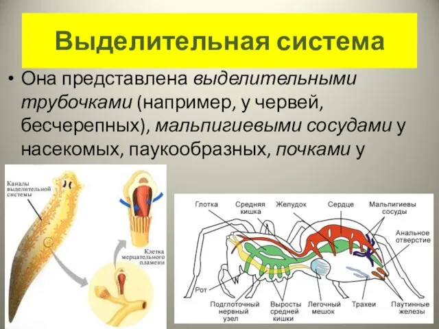 Выделительная система Она представлена выделительными трубочками (например, у червей, бесчерепных), мальпигиевыми сосудами