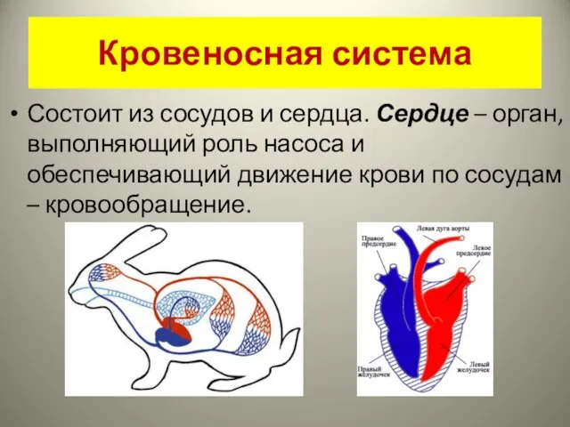 Кровеносная система Состоит из сосудов и сердца. Сердце – орган, выполняющий роль
