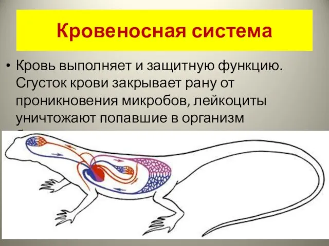 Кровеносная система Кровь выполняет и защитную функцию. Сгусток крови закрывает рану от