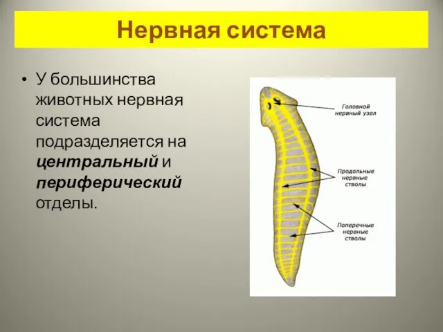 Нервная система У большинства животных нервная система подразделяется на центральный и периферический отделы.