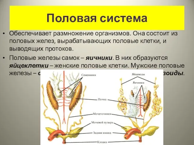 Половая система Обеспечивает размножение организмов. Она состоит из половых желез, вырабатывающих половые