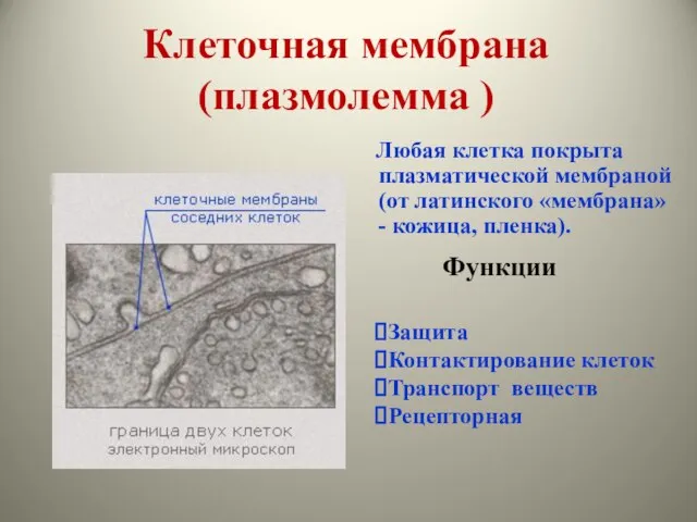 Клеточная мембрана (плазмолемма ) Любая клетка покрыта плазматической мембраной (от латинского «мембрана»