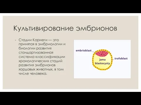 Культивирование эмбрионов Стадии Карнеги — это принятая в эмбриологии и биологии развития