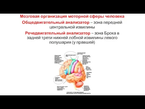 Мозговая организация моторной сферы человека Общедвигательный анализатор – зона передней центральной извилины
