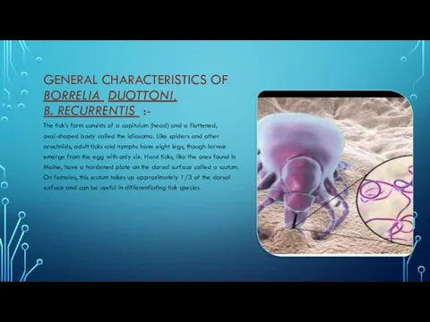 GENERAL CHARACTERISTICS OF BORRELIA DUOTTONI, B. RECURRENTIS :- The tick’s form consists