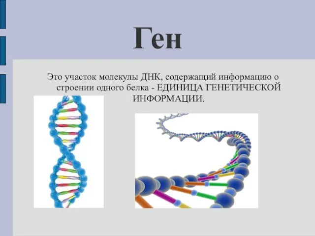 Ген Это участок молекулы ДНК, содержащий информацию о строении одного белка - ЕДИНИЦА ГЕНЕТИЧЕСКОЙ ИНФОРМАЦИИ.