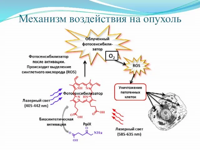 Механизм воздействия на опухоль