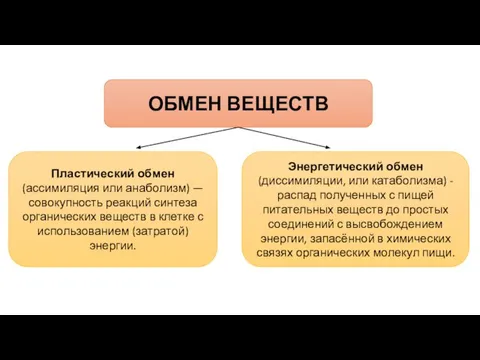 Пластический обмен (ассимиляция или анаболизм) — совокупность реакций синтеза органических веществ в