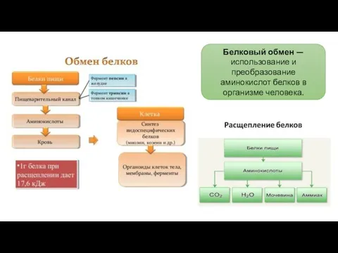 Белковый обмен — использование и преобразование аминокислот белков в организме человека.