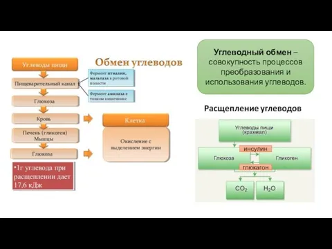 Углеводный обмен – совокупность процессов преобразования и использования углеводов. инсулин глюкагон